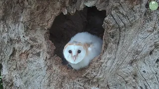 Baby Barn Owl's First Glimpse of the World Outside | Discover Wildlife | Robert E Fuller