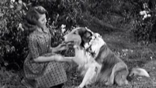 Lassie - Episode #176 - "Teamwork" - Season 5 Ep. 33 - 04/19/1959