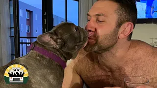 Rejected Frenchie Used For Breeding Is Finally Home | The Asher House