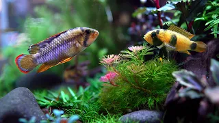 Aquascaping Ideas - Nature-style Aquascape