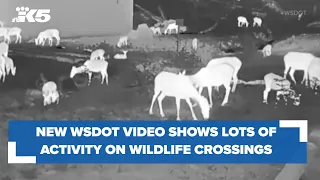 New WSDOT video shows benefits of wildlife crossings, with more coming to Washington