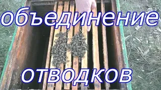 Как сделать объединение слабых семей (отводков) на зиму?