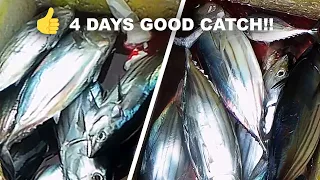 4 Days Good Catch: 8kg, 18.5kg, 26kg, 32.9kg | Skipjack Tuna Fishing in Philippines (Catch and Sell)