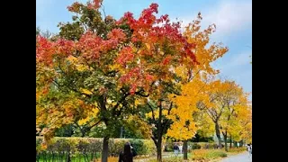 Beautiful Autumn In Moscow, Russia | Jazz Vlogs |