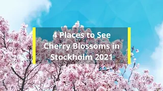 4 Places to See Cherry Blossoms in Stockholm 2021