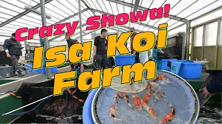 Showa auf der Isa Koi Farm! Mit Koi Freak in Japan!