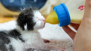 A Human Hand as a Mother 👐 - The Lonely Rescue Kitten 🐱