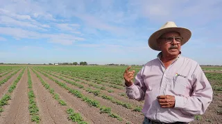 Siembra y manejo del cultivo de papá ¿ cómo se cultiva la papa ?