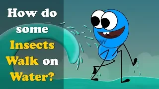 How do some Insects Walk on Water? + more videos | #aumsum #kids #science #education #children