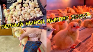 ВЛОГ ВЫВОД ЦЫПЛЯТ🐣 ОТЛИЧНЫЙ РЕЗУЛЬТАТ 🙏🏻🐥 #vlog #лайк #подпишись #цыплята #инкубация #бизнес