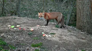Will Foxxer share his food with his fox child.