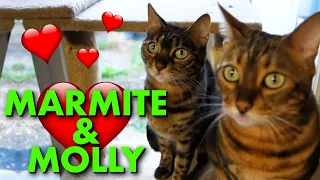 MEET MY PET Ft. Two Beautiful Female Bengal Cats Called MOLLY & MARMITE