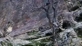 "Amazing Mother Wild Yak Save Her Baby From Snow Leopard Hunting Wolf vs Bison Full HD