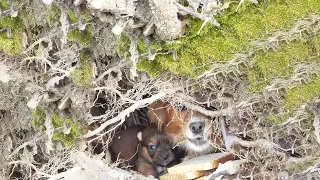 Terrified mom dog and her only puppy non stop barking to us! They have no chance to survived there!