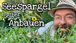 Seespargel, Queller, Salicornia selber anbauen