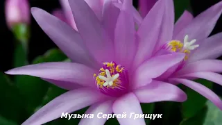 Музыка Для Души /ГДЕ- ТО ЛЕТОМ/ Музыка Сергей Грищук #МУЗЫКА #КРАСИВАЯМУЗЫКА