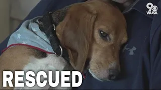 Beagles rescued from Virginia breeding facility now in foster homes in DC