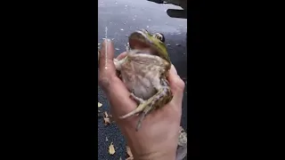 Female frogs fake death to avoid male attention