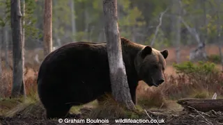 Eurasian Brown Bear by a lake