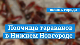 Нашествие огромных тараканов в Нижнем Новгороде