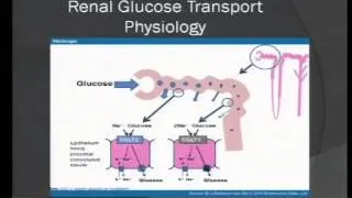 Endocrinology Pearls- Dr. Rami Almokayyad, 4/30/14