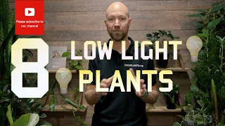 8 Plants that handles low light well 💡🪴