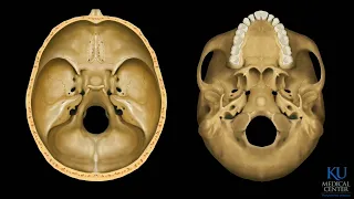 Skull Base Anatomy