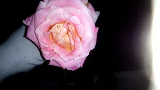 Обрезка плетистой розы "Цезарь" после первого летнего цветения,ошибки и неправильные срезы, ответы.