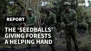 The simple 'seedballs' giving Kenya's forests a helping hand | AFP