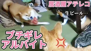 【犬猫アテレコ】ヤバい居酒屋第3弾「バイト辞めます」