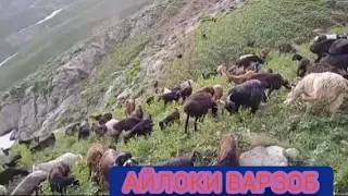 Айлоки Варзоб