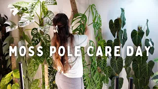 Moss Pole Care Day! Tons of Extensions and Getting Emotional 🥹