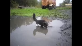 Самое смешное видео. Смешное видео про котов. Кот купается в луже. Решил освежиться