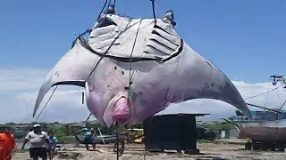 A Fisherman Accidentally Caught This Huge Creature Hiding in The Depths of The Ocean #2