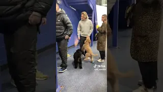 William Nylander’s dogs guarding their daddy #shorts