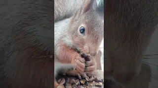 Белка ест кедровые орехи / Squirrel eats cedar nuts