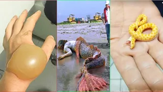 Catching Seafood 🦑🦀 Deep Sea Octopus Catch Fish,Catch Shark   Tik Tok #92