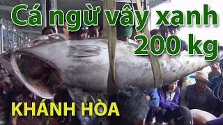 (VTC14)_Khánh Hòa: Bắt được cá Ngừ vây xanh nặng 200 kg