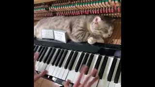 Cat sleeping piano rock 'n roll song