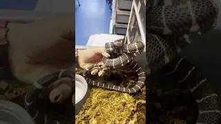 grumpy snake bites man out of jealousy #shorts #snakes #animals