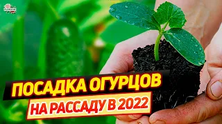 Посадка огурцов на рассаду в 2022 году: благоприятные дни