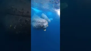 🐋 Мимо проплывает мама горбатого кита со своим прекрасным новорожденным детенышем.