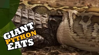 Giant Python Eats Alligator