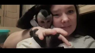 Вся правда о жизни с капуцином #monkey #обезьяна # капуцин #capuchinmonkey #pet