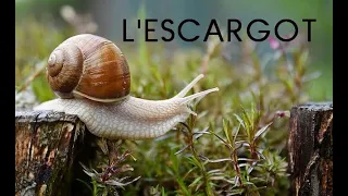 L'escargot (documentaire)