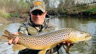 GIGANTIC 26-27” PA Wild Brown TROUT 2 Years In A Row 2021 #fishing #bigfish #trout