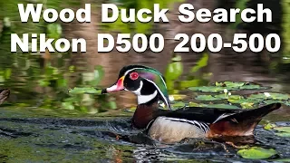 Searching for Wood Ducks with the Nikon D500 and the Nikkor 200-500mm Lens
