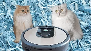 CATS REACT TO ROBOT VACUUM - Smoothie Is Shook