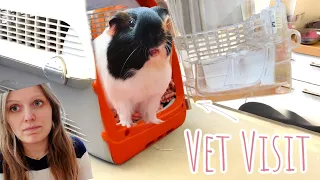 Guinea Pig Vet Visit | Nugget is Sick