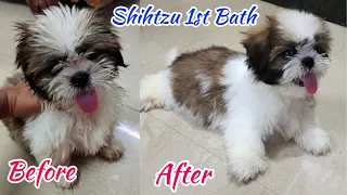 Dora's 1st Bath | First Bath For The Shihtzu Puppy |